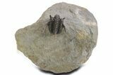 Spiny Cyphaspis Trilobite - Ofaten, Morocco #359174-3